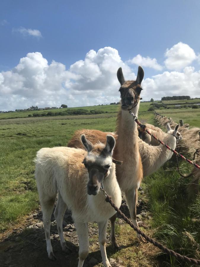 The Beautiful Lazy Llama Shepherd Hut Farm Stay バリシャノン エクステリア 写真