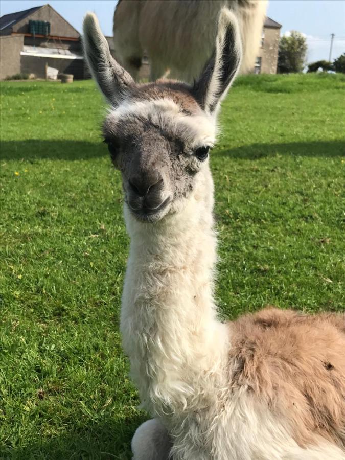The Beautiful Lazy Llama Shepherd Hut Farm Stay バリシャノン エクステリア 写真