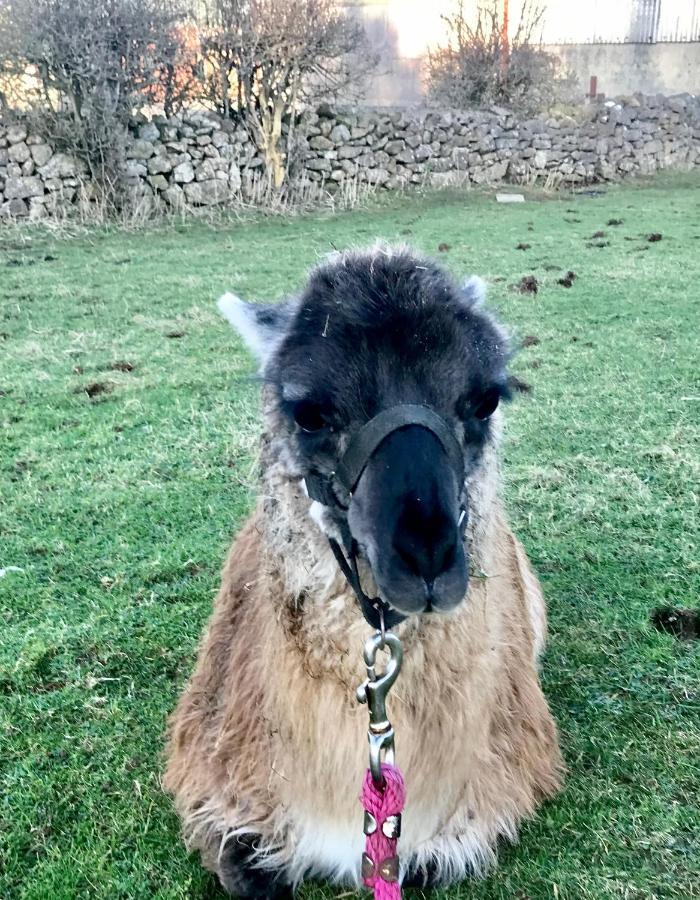 The Beautiful Lazy Llama Shepherd Hut Farm Stay バリシャノン エクステリア 写真